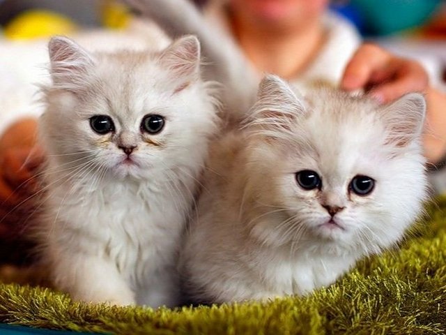 Породы кошек в Егорьевске | ЗооТом портал о животных
