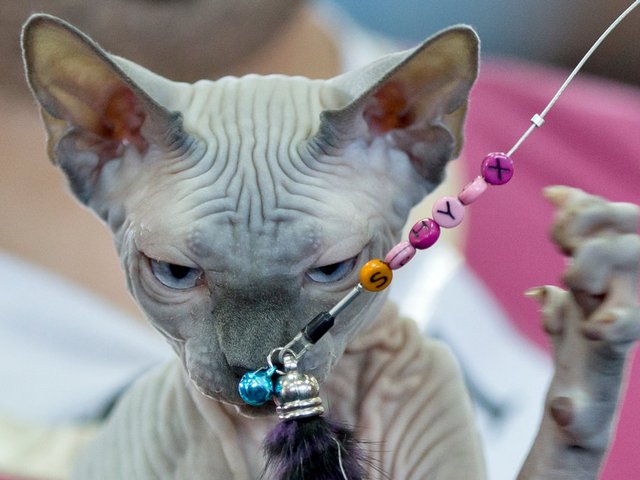 Выставки кошек в Егорьевске | ЗооТом портал о животных