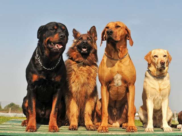 Крупные породы собак в Егорьевске | ЗооТом портал о животных